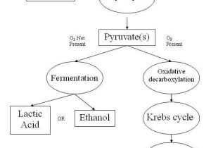 Cellular Respiration and Fermentation Worksheet Answers together with Cellular Respiration Simple English the Free