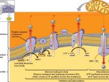 Cellular Respiration and Fermentation Worksheet Answers with Apbiologywiki Cells and Cell Processes