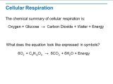 Cellular Respiration Breaking Down Energy Worksheet Answers or 19 Inspirational Cellular Respiration Worksheet Answers