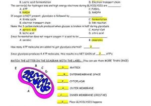 Cellular Respiration Breaking Down Energy Worksheet Answers together with Cell Energy Worksheet Key Stay at Hand