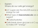 Cellular Respiration Breaking Down Energy Worksheet Answers together with where Do Animal Cells their Energy Ppt