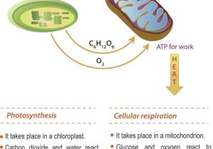 Cellular Respiration Breaking Down Energy Worksheet Answers with 65 Best Cellular Respiration Images On Pinterest