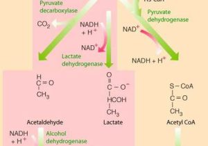 Cellular Respiration Overview Worksheet Chapter 7 Answer Key Along with 65 Best Cellular Respiration Images On Pinterest