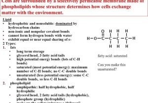 Cellular Respiration Overview Worksheet Chapter 7 Answer Key with 20 New S Chapter 7 Section 4 Cellular Transport Worksheet