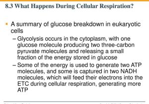 Cellular Respiration Worksheet Answer Key as Well as 3 What Happens to Food Energy During Cellular Respiration