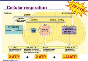 Cellular Respiration Worksheet Answer Key as Well as Three Stages Of Respiration Bing Images