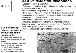 Cellular Respiration Worksheet Answer Key or General Structure Of A Mitochondrion Bing Images