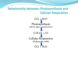 Cellular Respiration Worksheet Answer Key together with Research Essay for Plain English In Legal Writing June 2014