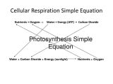 Cellular Respiration Worksheet High School as Well as Cellular Respiration Ppt