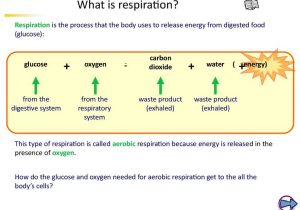 Cellular Respiration Worksheet High School together with Ks4 Biology the Breathing System Online Presentation