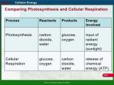Cellular Respiration Worksheet Pdf and Worksheets 43 Awesome Synthesis and Cellular Respiration