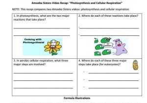 Cellular Respiration Worksheet Pdf with Synthesis Handout Made by the Amoeba Sisters to Visit