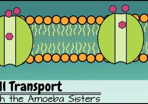 Cellular Structure and Function Worksheet Along with Cell Transport Review Worksheet Best Cell Transport Explore the