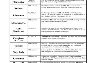 Cellular Structure and Function Worksheet and Eukaryotic Cells Diagram Free Download Eukaryotic Cell Structure and