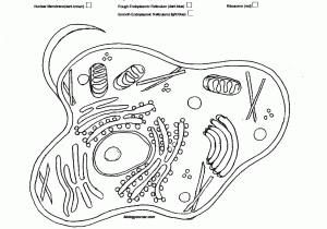 Cellular Structure and Function Worksheet and Plant Cell Drawing at Getdrawings
