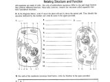 Cellular Structure and Function Worksheet together with Cell Structure and Function 12751644