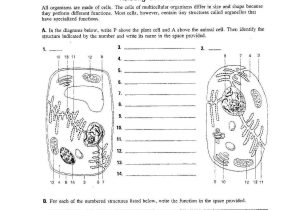 Cellular Structure and Function Worksheet together with Cell Structure and Function 12751644