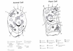 Cellular Structure and Function Worksheet together with Diagram Plant Cell Unique Plant Cell Diagram Worksheet Diagram