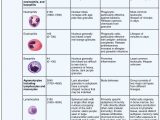 Cellular Transport and the Cell Cycle Worksheet with 18 3 Erythrocytes – Anatomy and Physiology