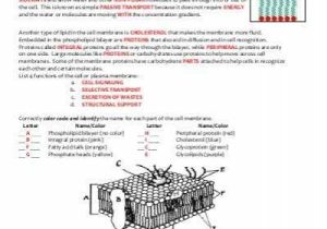 Cellular Transport Worksheet or Cell Membrane Diagram Worksheet Awesome Key Cell Membrane and