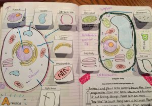 Cellular Transport Worksheet Section A Cell Membrane Structure Answer Key with 507 Best Cells Cells Cells Images On Pinterest