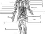 Chapter 1 Introduction to Human Anatomy and Physiology Worksheet Answers Also 155 Best Anatomy & Physiology Images On Pinterest