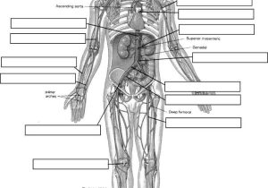 Chapter 1 Introduction to Human Anatomy and Physiology Worksheet Answers Also 155 Best Anatomy & Physiology Images On Pinterest