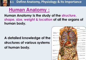 Chapter 1 Introduction to Human Anatomy and Physiology Worksheet Answers Also Chapter 8 Fundamentals Of Anatomy and Physiology
