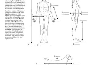 Chapter 1 Introduction to Human Anatomy and Physiology Worksheet Answers as Well as Anatomia Dibujos