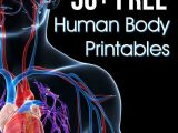 Chapter 1 Introduction to Human Anatomy and Physiology Worksheet Answers or 50 Free Human Body Printables
