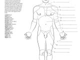 Chapter 1 Introduction to Human Anatomy and Physiology Worksheet Answers with Anatomia Dibujos