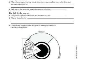 Chapter 10 Cell Growth and Division Worksheet Answer Key and Cell Division Worksheet Answers Animal Cell Mitosis Diagrams