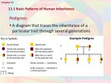 Chapter 11 Complex Inheritance and Human Heredity Worksheet Answers Along with Human Genetics Chapter Basic Patterns In Human Inheritance