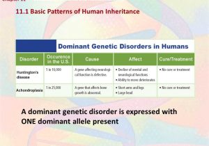 Chapter 11 Complex Inheritance and Human Heredity Worksheet Answers Also Human Genetics Chapter Basic Patterns In Human Inheritance