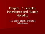 Chapter 11 Complex Inheritance and Human Heredity Worksheet Answers and Chapter 11 Plex Inheritance and Human Heredity Ppt Video Online