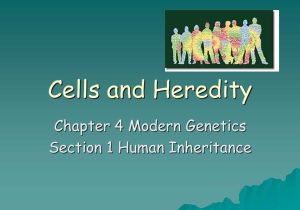 Chapter 11 Complex Inheritance and Human Heredity Worksheet Answers or Chapter 4 Modern Genetics Section 1 Human Inheritance Ppt Video