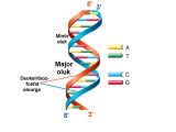 Chapter 11 Dna and Genes Worksheet Answers Also Bunlar Prin Ve Pirimidin Bazlardr Blse