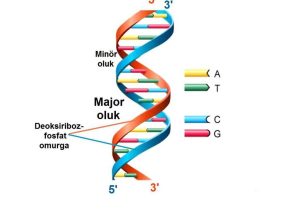 Chapter 11 Dna and Genes Worksheet Answers Also Bunlar Prin Ve Pirimidin Bazlardr Blse