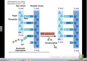 Chapter 11 Dna and Genes Worksheet Answers or Preap Dna History Structure and Replication