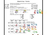 Chapter 11 Dna and Genes Worksheet Answers together with 14 Lovely Pics Punnett Square Practice Worksheet Answers