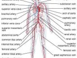 Chapter 11 the Cardiovascular System Worksheet Answer Key and Circulatory System the Vertebrate Circulatory System