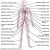 Chapter 11 the Cardiovascular System Worksheet Answer Key and Circulatory System the Vertebrate Circulatory System