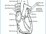 Chapter 11 the Cardiovascular System Worksheet Answer Key as Well as Beste Circulatory System Anatomy and Physiology Ideen Menschliche