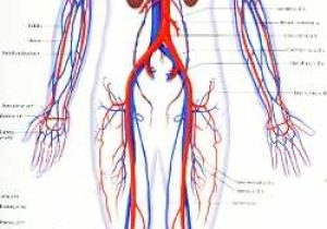Chapter 11 the Cardiovascular System Worksheet Answer Key as Well as Schurz High School