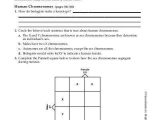 Chapter 14 the Human Genome Worksheet Answer Key as Well as Sec 7 1 Chromosomes and Phenotype Worksheet