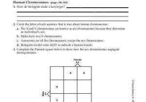 Chapter 14 the Human Genome Worksheet Answer Key as Well as Sec 7 1 Chromosomes and Phenotype Worksheet