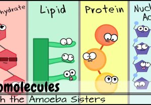 Chapter 2 the Chemistry Of Life Worksheet Answers Also Biomolecules Updated
