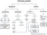 Chapter 24 the Immune System and Disease Worksheet Answer Key Along with 66 Best Anatomia Images On Pinterest