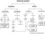 Chapter 24 the Immune System and Disease Worksheet Answer Key and Berühmt Lymphatic System Anatomy and Physiology Galerie