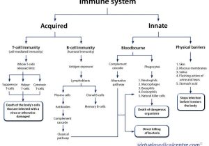 Chapter 24 the Immune System and Disease Worksheet Answer Key and Berühmt Lymphatic System Anatomy and Physiology Galerie